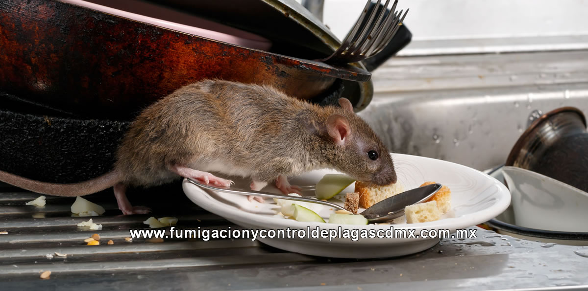 Control y Fumigación de Ratas y Ratones (Roedores) en CDMX y Estado de México