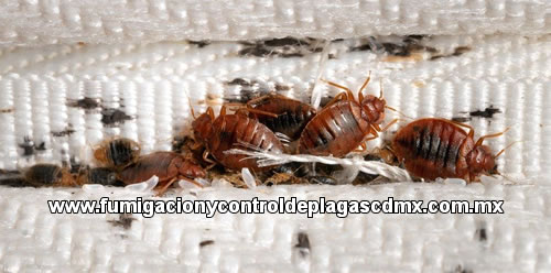 Control, Eliminación y Fumigación de Chinches Garantizada