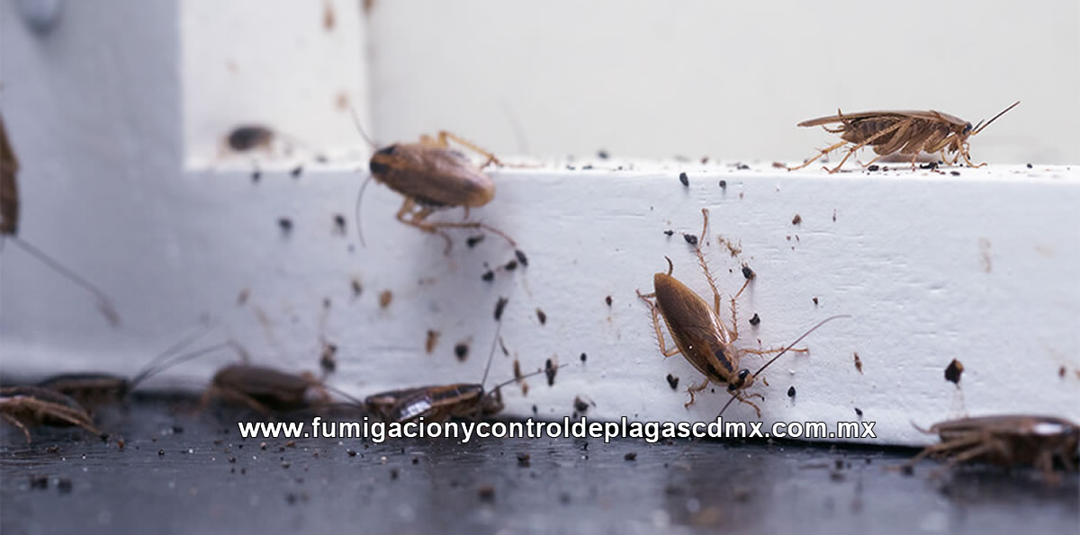 Fumigación de Cucarachas en CDMX y Estado de México